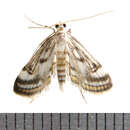 Image of Obscure Pondweed Moth