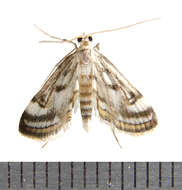 Image of Obscure Pondweed Moth