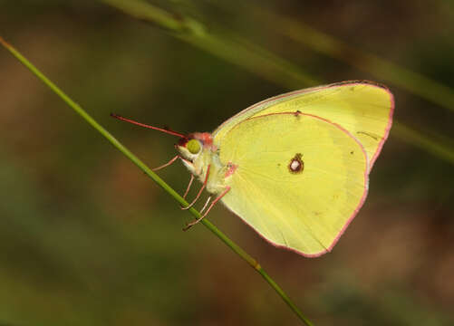 Image of Pink-edged sulphur