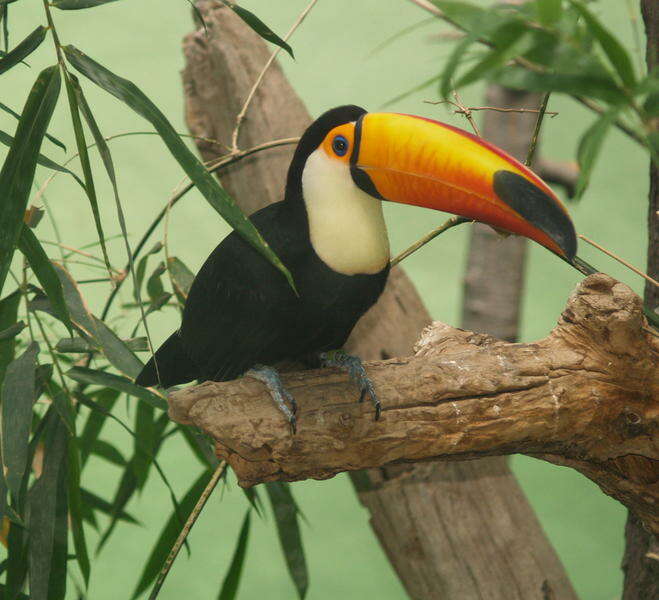 Image of Toco Toucan