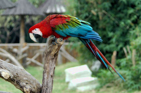 Image of Red-and-green Macaw