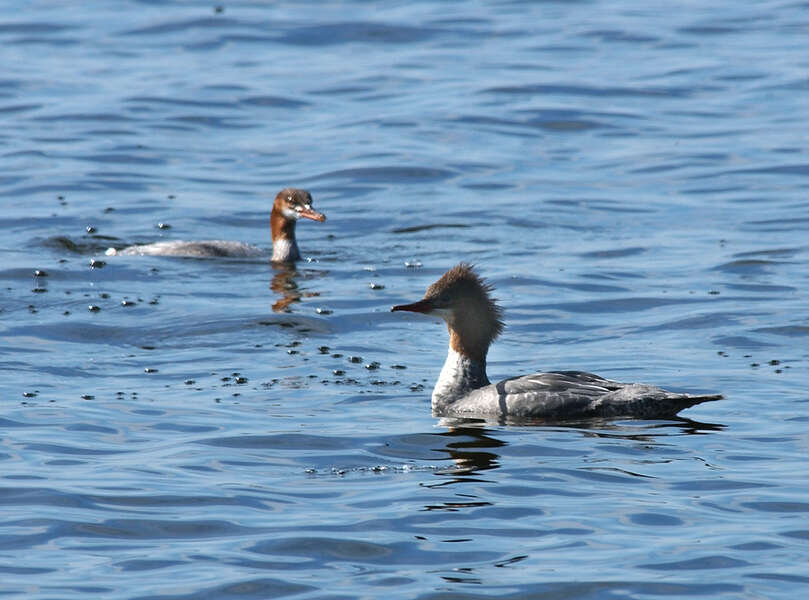 Image of Common Merganser