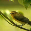 Image of Prothonotary Warbler