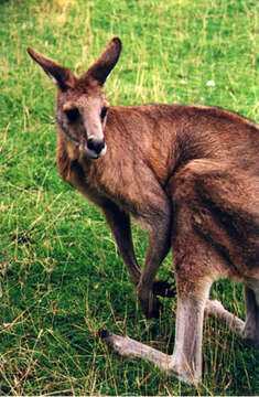 Macropus fuliginosus (Desmarest 1817) resmi