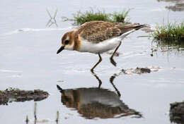 Image of Little Ringed Plover