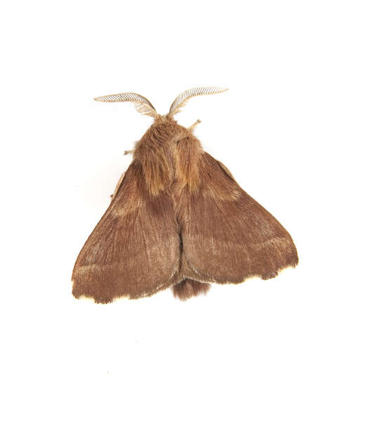 Image of Forest Tent Caterpillar Moth