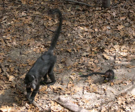 Image of Black Crested Mangabey