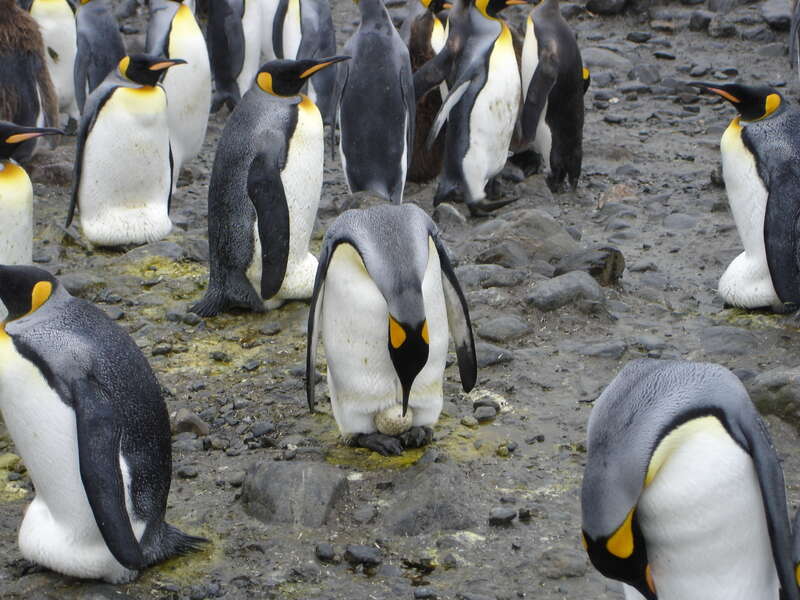 Büyük penguenler resmi