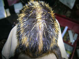 Image of streaked tenrecs