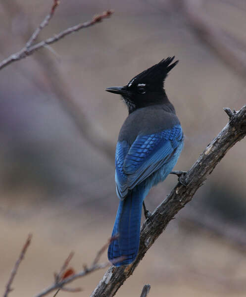 Image of Steller's Jay