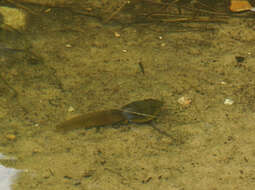 Слика од Lithobates catesbeianus (Shaw 1802)