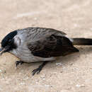 Image of Sooty-headed Bulbul