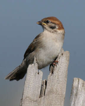 Image of Eurasian Tree Sparrow