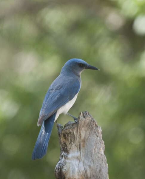 Image of Transvolcanic Jay