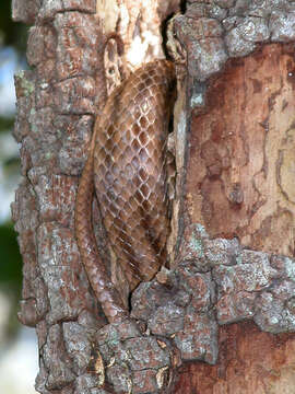 Pantherophis obsoletus (Say ex James 1823) resmi