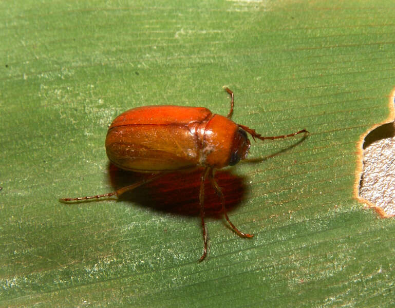 Image of Scarabaeidae