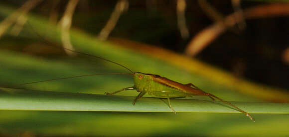 Image of Lesser Meadow Katydids