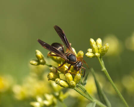 صورة Polistes fuscatus (Fabricius 1793)