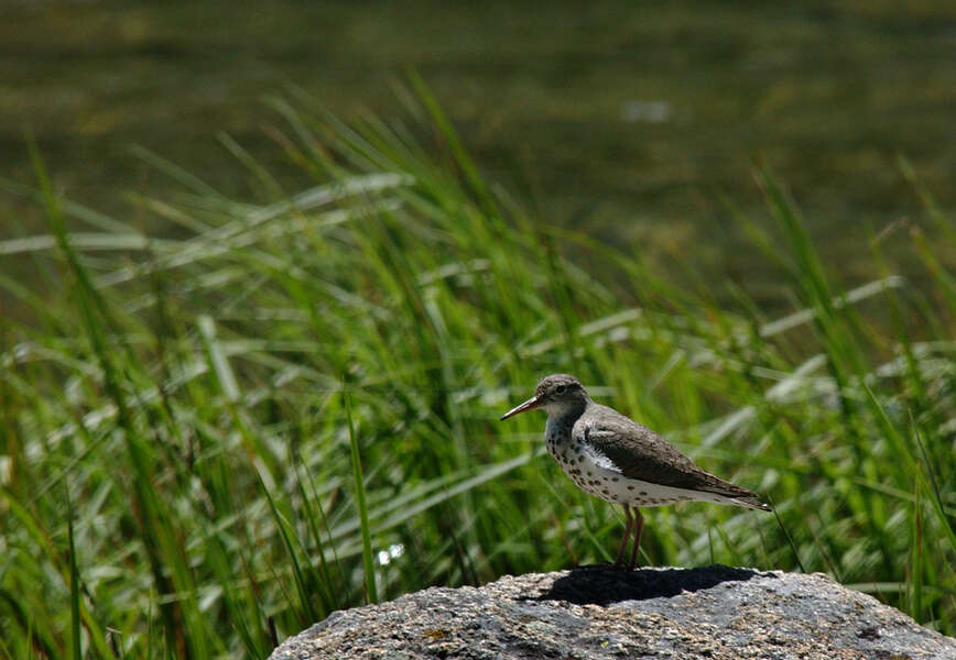 Image of Spotted Sandpiper