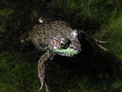 Imagem de Lithobates clamitans clamitans