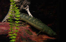 Image of bichir