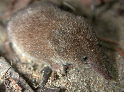 Image of Cinereus Shrew (Masked Shrew)