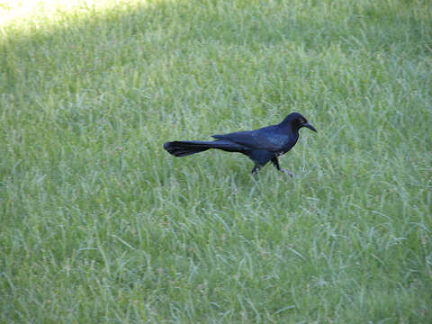 Image of Great-tailed Grackle