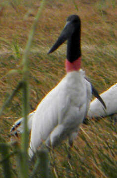 Image of Jabiru Hellmayr 1906