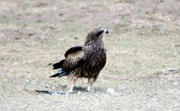 Image of Black Kite