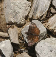 Imagem de Erynnis icelus Scudder & Burgess 1870