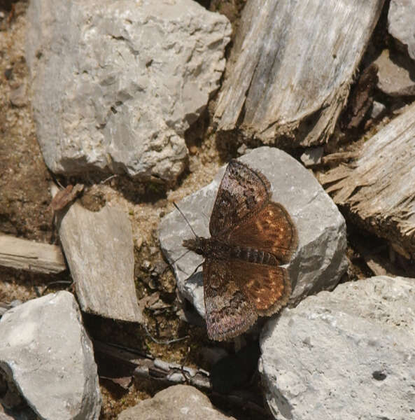 Image of Dreamy Duskywing