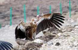 Image of Himalayan Griffon