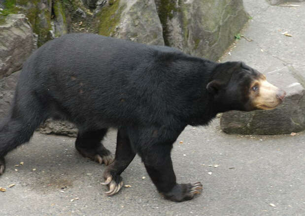 Image of Sun bear