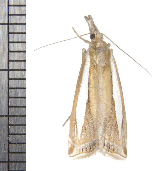 Crambus praefectellus Zincken 1821 resmi