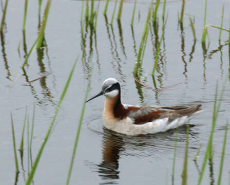 Image of Wilson's Phalarope