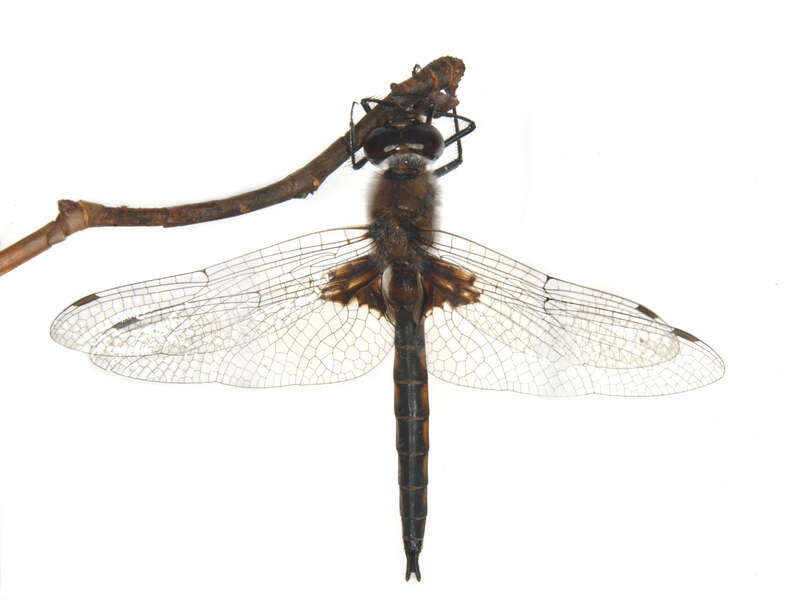 Image of Common Baskettail