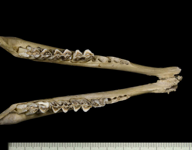 Plancia ëd Gazella leptoceros (F. Cuvier 1842)