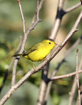 Wilsonia pusilla resmi