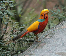 Image of Golden Pheasant