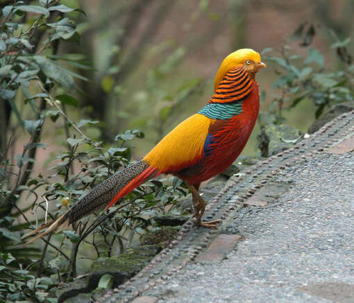 Chrysolophus pictus (Linnaeus 1758) resmi