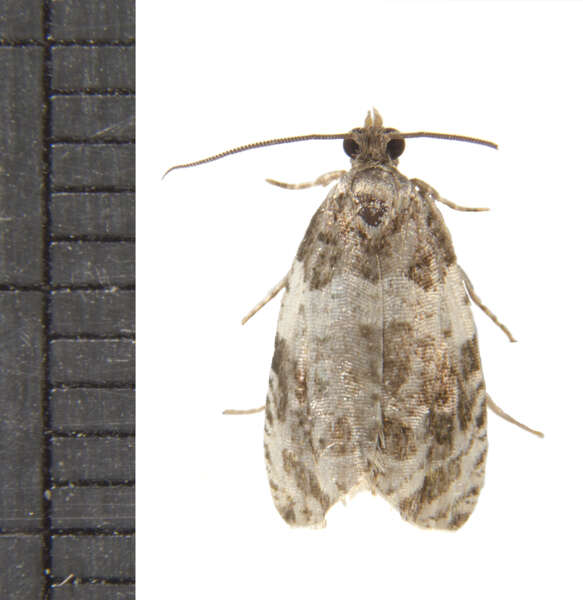 Image of Banded Olethreutes Moth