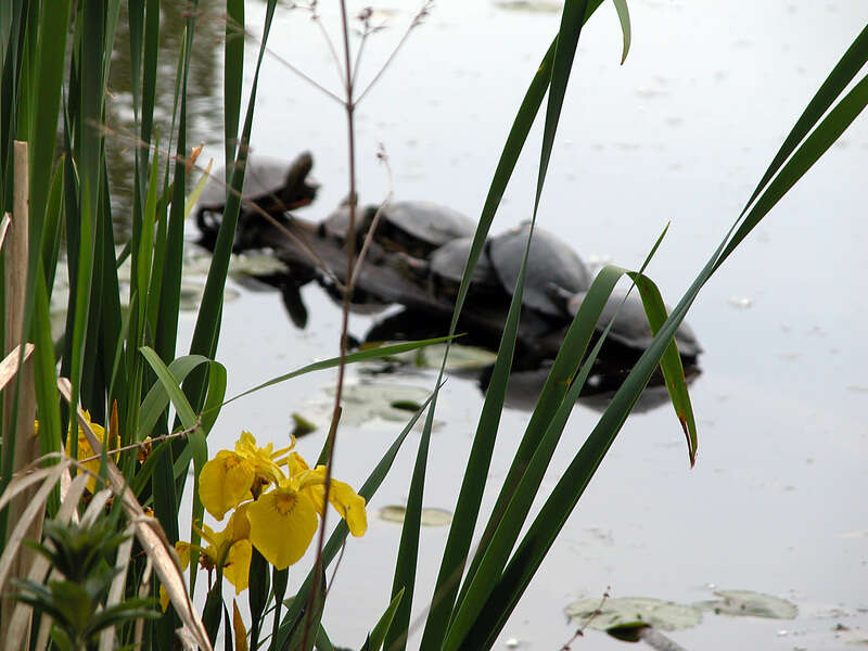 Image of Eastern Painted Turtle