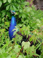 Image of Asiatic peafowl