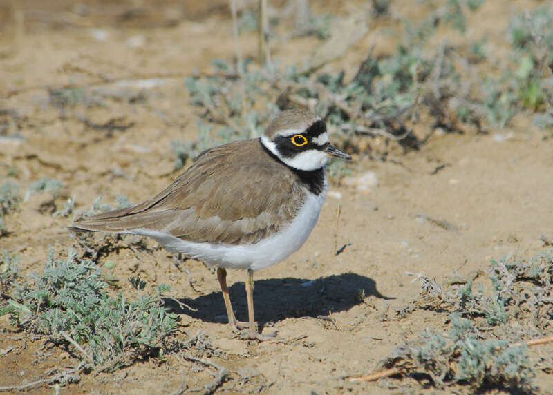 Image of Little Ringed Plover