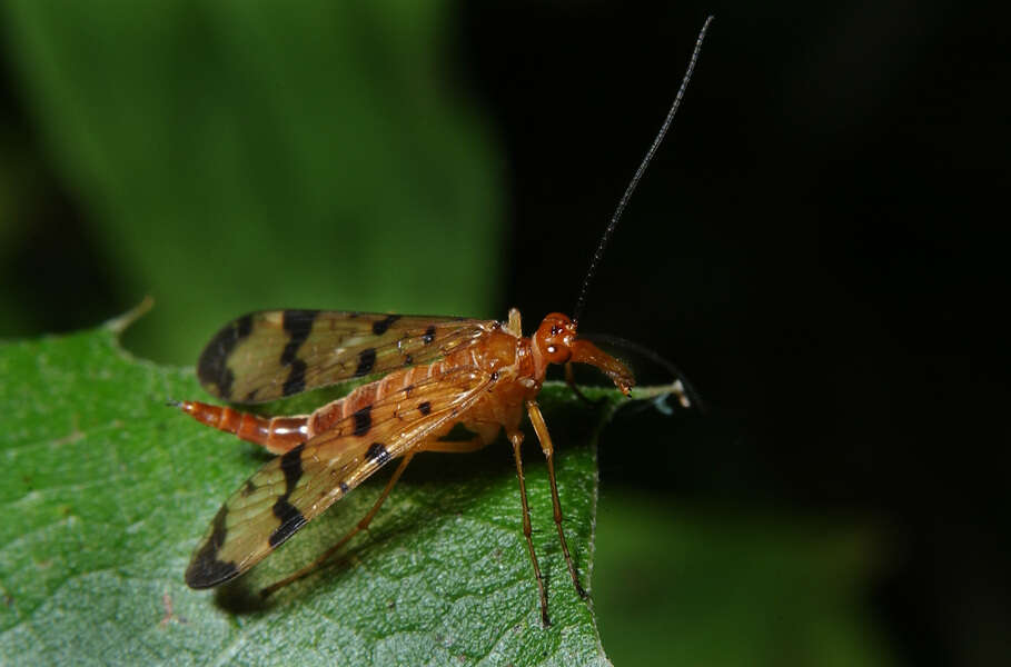 Image of scorpionflies