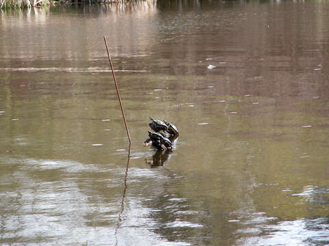 Image of Eastern Painted Turtle