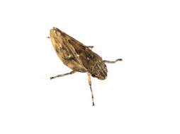 Image of spittlebugs