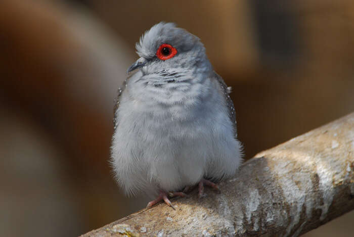 Image of Geopelia Swainson 1837