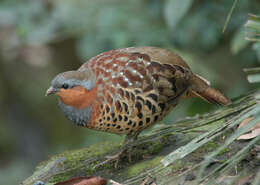 Image of Bamboo-partridges