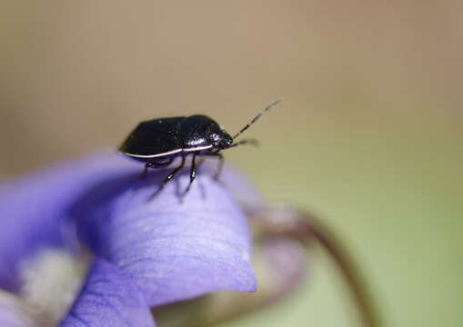 Image of ebony bugs